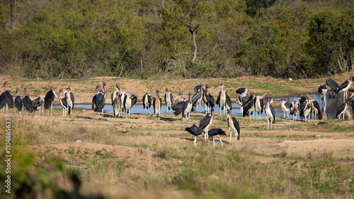 Foto a large gathering of Marabou storks