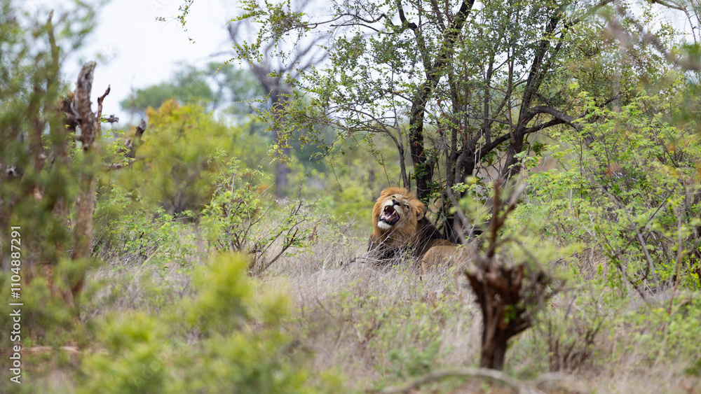 a mature black manned lion a mature black manned lion