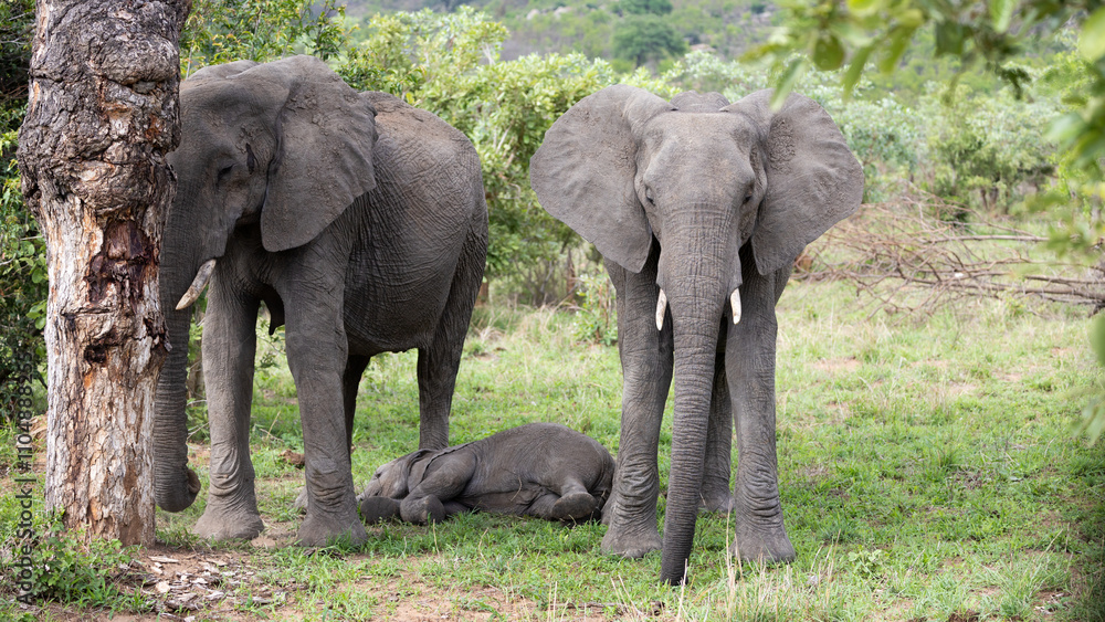 Fototapeta premium African elephant calf sleeping between two cows
