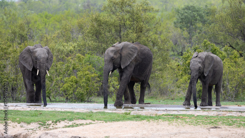Canvas Print thirsty African elephants at the waterhole