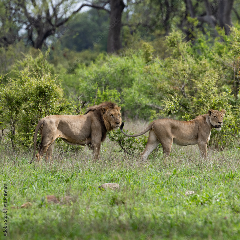 Naklejka premium a mating pair of lions together