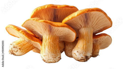 mushrooms isolated on white background