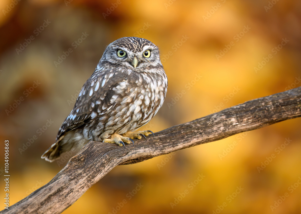 Fototapeta premium Little owl ( Athene noctua ) close up