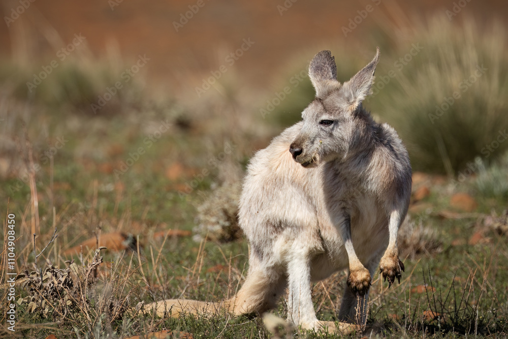 A common wallaroo, one of many kangaroo species in Australia, also known as a euro, looks over its shoulder as it grazes on grass amongst the spinifex grass in the Flinders Ranges in South Australia. A common wallaroo, one of many kangaroo species in Australia, also known as a euro, looks over its shoulder as it grazes on grass amongst the spinifex grass in the Flinders Ranges in South Australia.