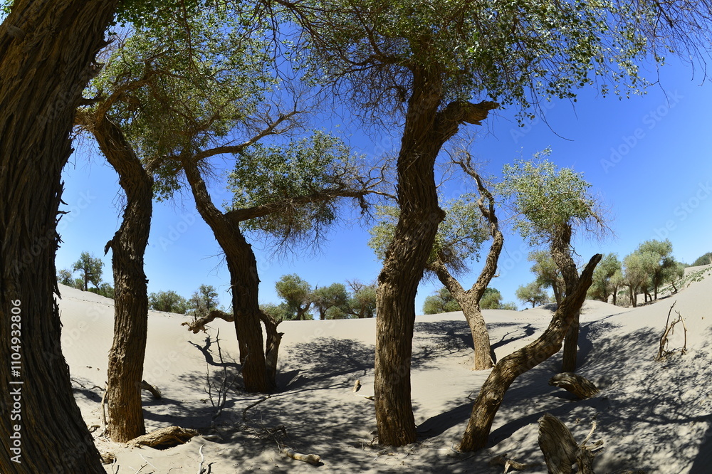 Populus euphratica trees in the desert Populus euphratica trees in the desert
