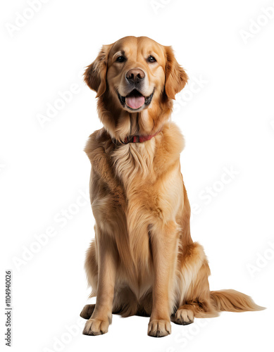 Smiling Golden Retriever Dog Sitting on Transparent Background, Isolated Pet Portrait