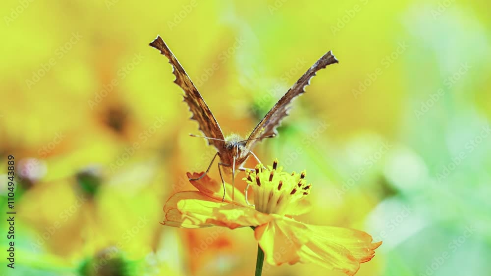 Monarch Butterfly On Bloom Of Yellow Flower In Meadow. Monarch Butterfly On Bloom Of Yellow Flower In Meadow.
