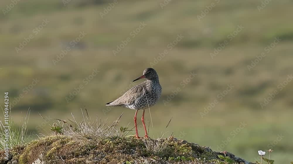 Redshank on a Rock Searching for Food, Wading Bird Redshank on a Rock Searching for Food, Wading Bird