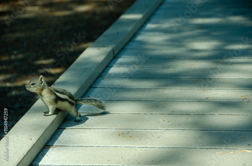 squirrel on the sidewalk photo