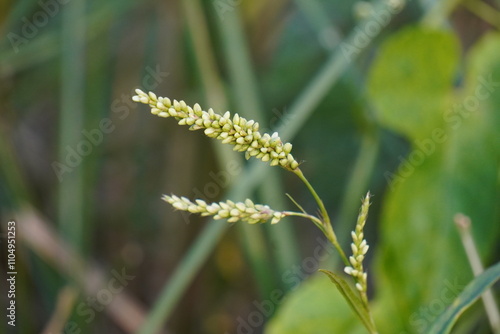 Pale smartweed close up  photo