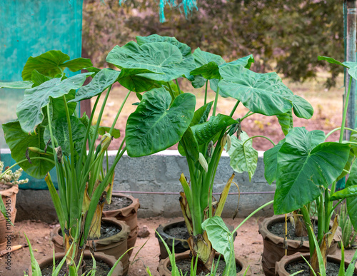 Alocasia calidora aroids lily plants growing in nursrey photo