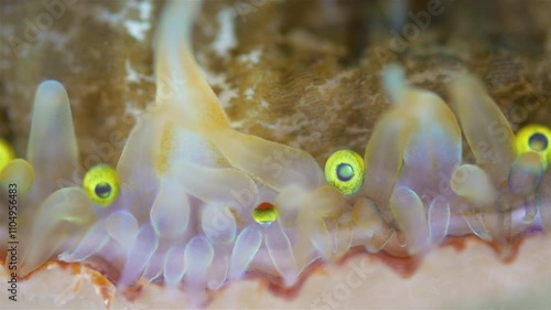 Mollusca Chlamys islandica, family Pectinidae under a microscope, order Pectinida. Visible mantle tentacles and eyes. White Sea photo