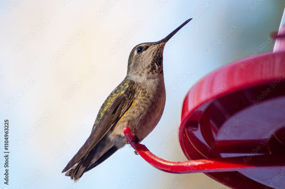 Fototapeta premium anna's hummingbird on feeder