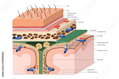 Layers of Meninges vector. Dura, Arachnoid, Pia mater. Cranial meninges anatomy.