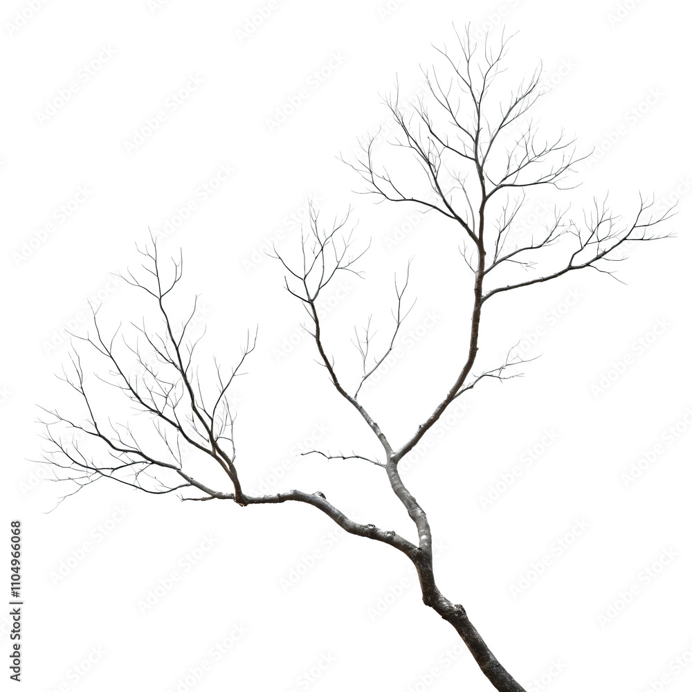 Minimalistic Branch of a Leafless Tree Isolated on White Background – Clean, Simple, High-Resolution Image with Realistic Details and Soft Lighting for Post-Editing Projects Minimalistic Branch of a Leafless Tree Isolated on White Background – Clean, Simple, High-Resolution Image with Realistic Details and Soft Lighting for Post-Editing Projects
