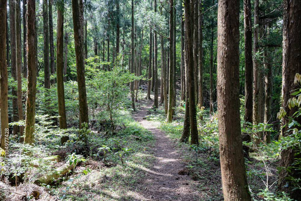 Obraz premium 제주도 서귀포시 안덕면 광평리 왕이메오름