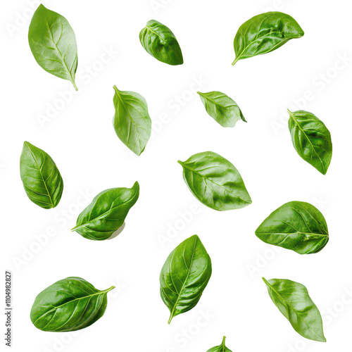 Fresh basil leaves scattered on a clean transparent background for culinary inspiration and recipe ideas, Basil leaves on transparent background