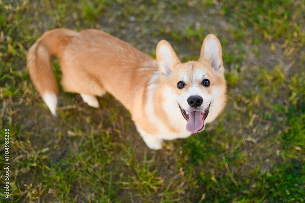 Portrait of cute Pembroke Welsh Corgi dog on green lawn with tongue hanging out, top view. Pet products concept Portrait of cute Pembroke Welsh Corgi dog on green lawn with tongue hanging out, top view. Pet products concept