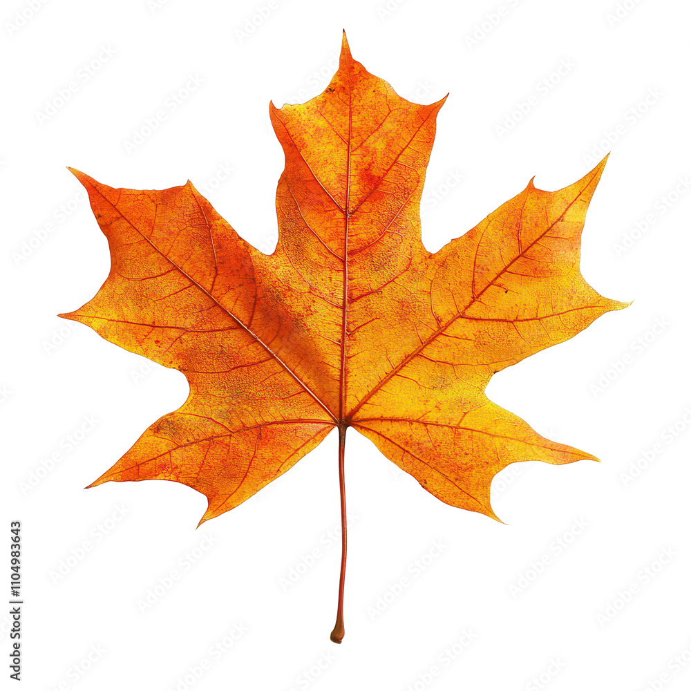 Vibrant autumn leaf showcasing rich orange hues isolated against a clean Png backdrop for seasonal beauty, autumn leaf isolated on transparent background Vibrant autumn leaf showcasing rich orange hues isolated against a clean Png backdrop for seasonal beauty, autumn leaf isolated on transparent background
