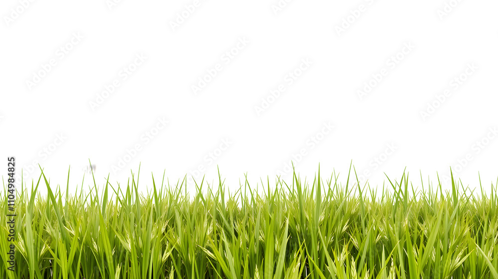 Fototapeta premium Isolated green grass on a white background.