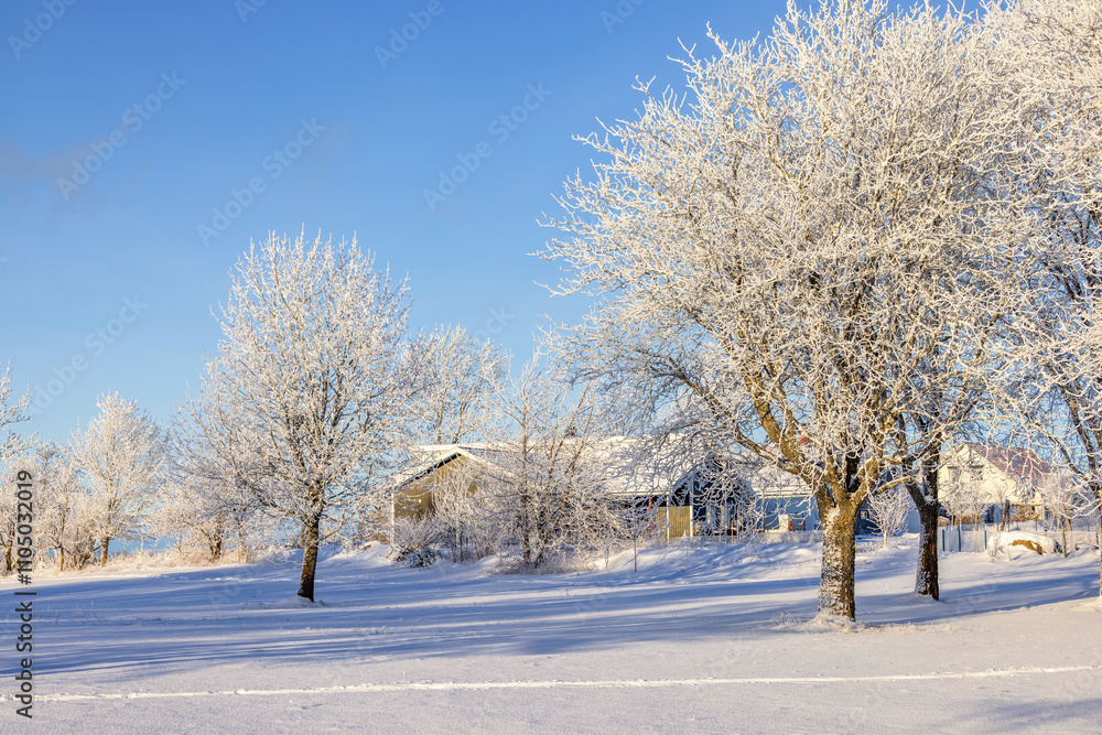 Frosty trees a cold snowy winter day in a park Frosty trees a cold snowy winter day in a park