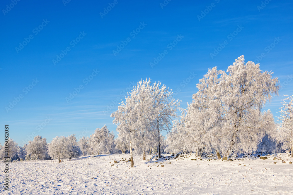 Beautiful winter landscape with rime frost on the trees a cold sunny day Beautiful winter landscape with rime frost on the trees a cold sunny day