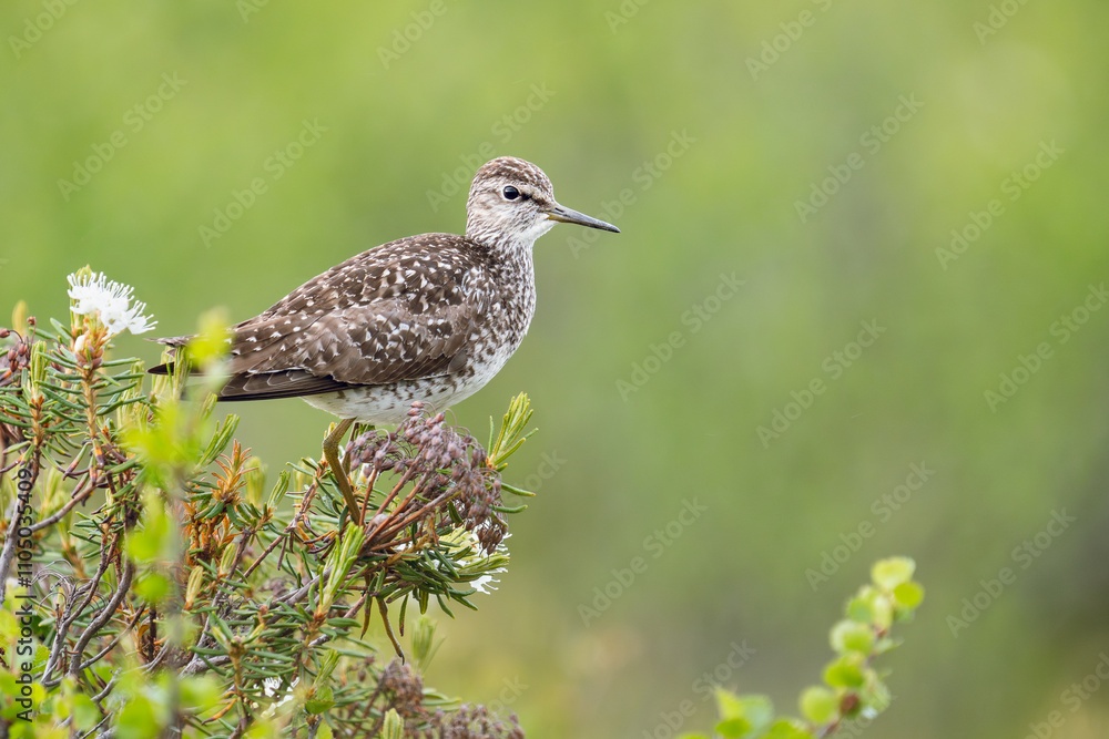 Wood Sandpiper (Tringa glareola) perched on a marsh tea shrub. Lapland, Finland Wood Sandpiper (Tringa glareola) perched on a marsh tea shrub. Lapland, Finland