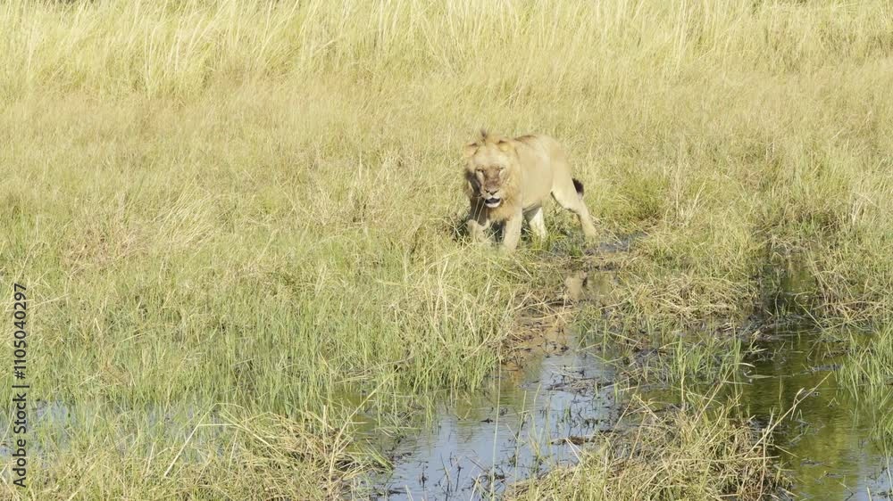 Lion Walks Through Swamp in africa Lion Walks Through Swamp in africa
