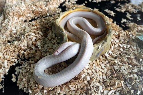 white rat snake inside transparent glass terrarium for exotic domestic animal photo