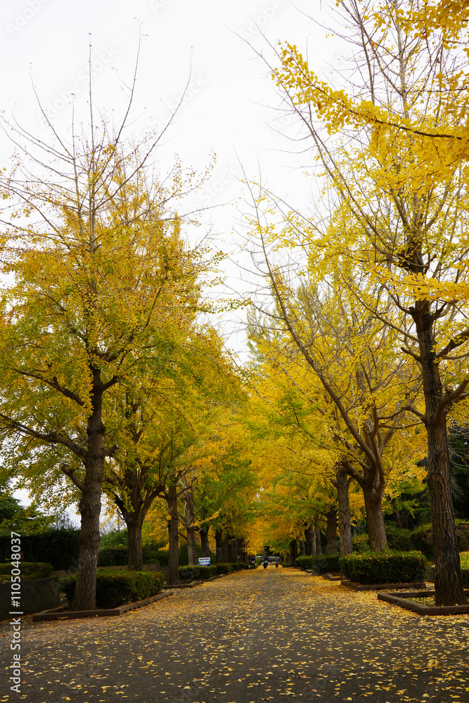 Naklejka premium 銀杏並木