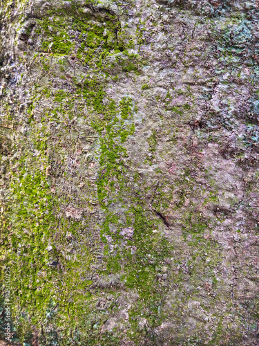 green moss on the stone wall