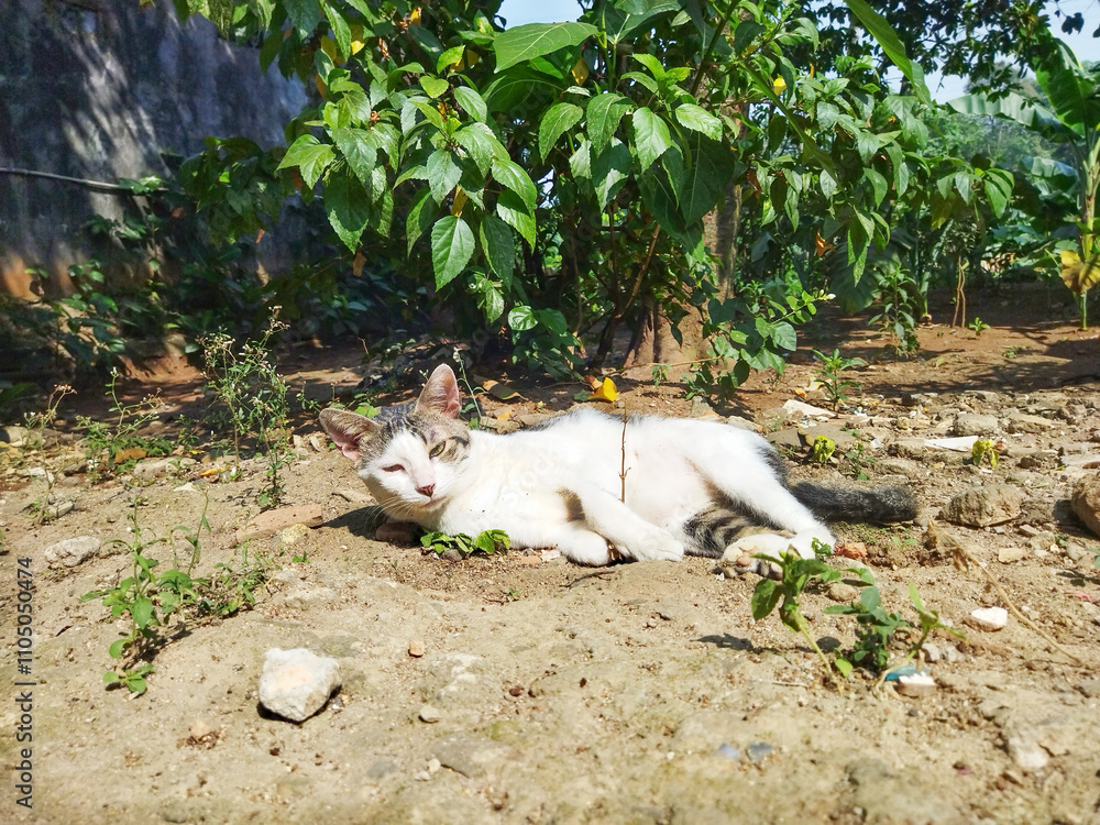 Fototapeta premium The cat is sleeping in front of the house yard, exposed to the morning sunlight.