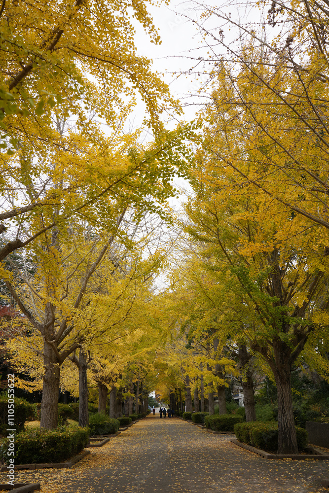 Fototapeta premium 銀杏並木