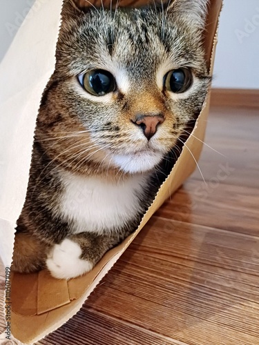Young kitten in a bag