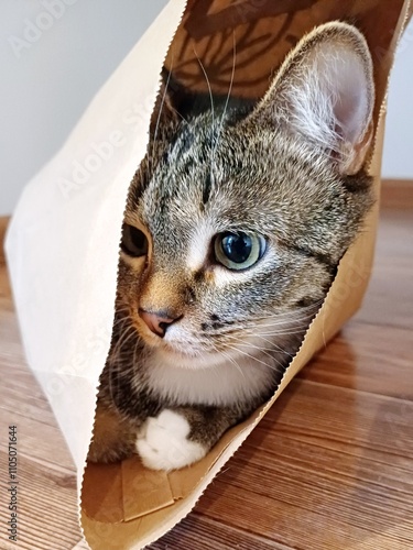 Young kitten in a bag