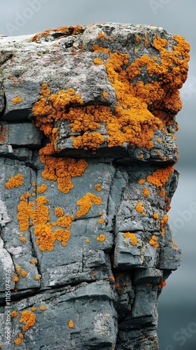 A close-up view of vibrant orange lichen covering a rugged rock surface, showcasing the beauty of nature's textures. photo