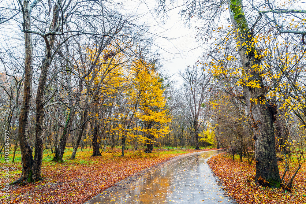Fototapeta premium Wet asphalt road through the forest between yellow autumn trees