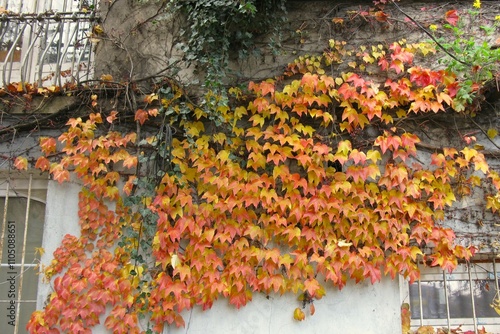 Orange and yellow leaves of parthenocissus tricuspidata veitchii growing on the facade of a old building