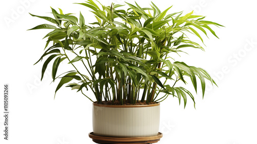 A tall bamboo plant in a pot, offering a natural, calming presence for your living room, bedroom, or office decor, isolated on transparent background. photo