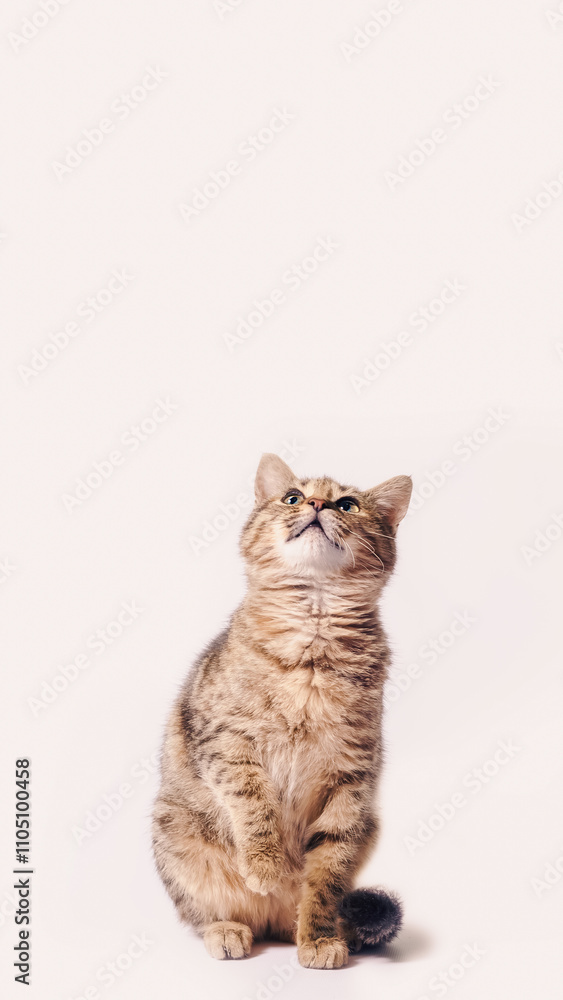 Fototapeta premium tabby cat looking up on a white background