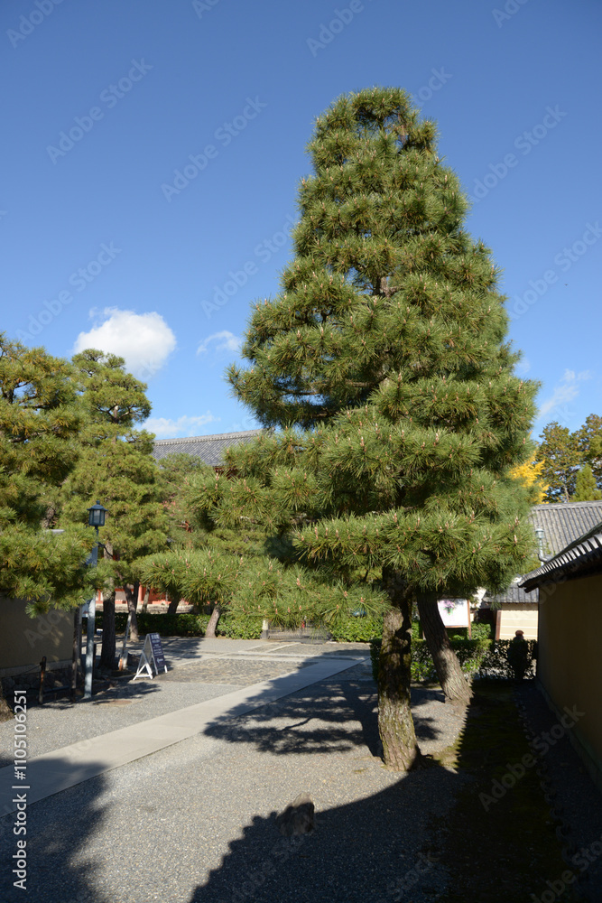 Fototapeta premium 大徳寺 参道の松 京都市北区紫野
