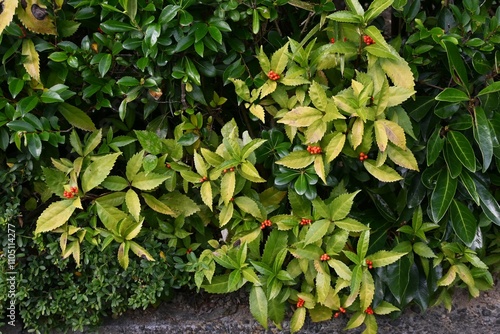 Glabrous sarcandra herb (Sarcandra glabra) fruits. Chloranthaceae evergreen shrub. The fruits (drupes) ripen red from late fall to winter. photo