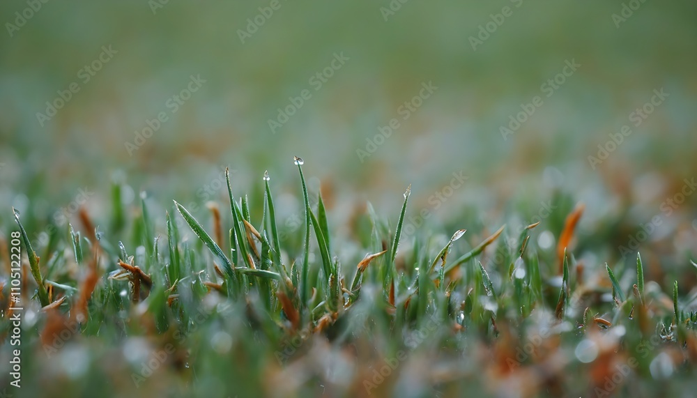 Close-up of Moist Grass on a Calm Morning Close-up of Moist Grass on a Calm Morning