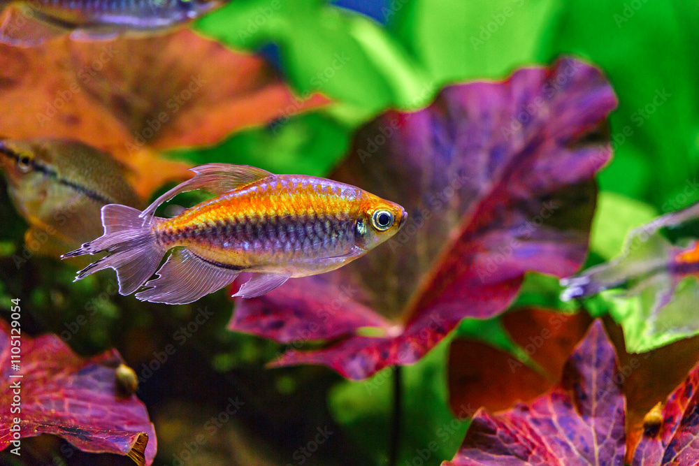 A green beautiful planted tropical freshwater aquarium with fishes and shrimps.A Congo tetra, Phenacogrammus interruptus, with water plants. A green beautiful planted tropical freshwater aquarium with fishes and shrimps.A Congo tetra, Phenacogrammus interruptus, with water plants.