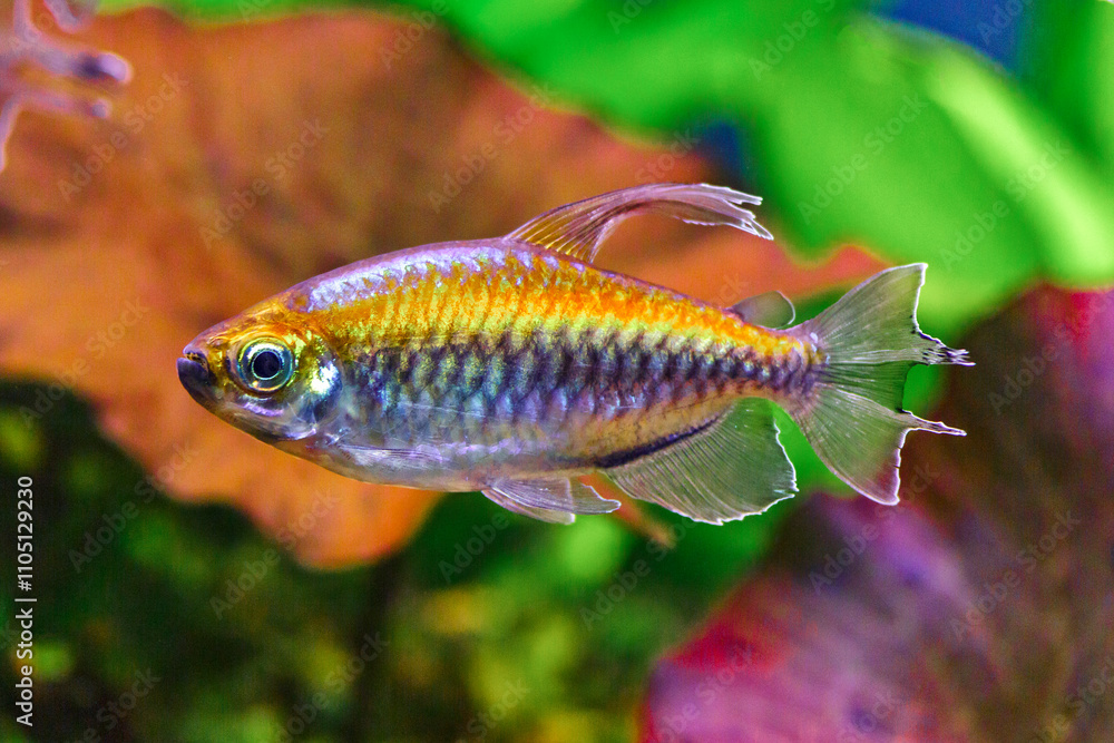 Fototapeta premium A green beautiful planted tropical freshwater aquarium with fishes and shrimps.A Congo tetra, Phenacogrammus interruptus, with water plants.