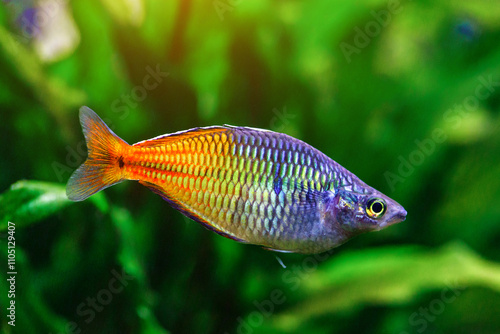 A green beautiful planted tropical freshwater aquarium with fishes and shrimps.Boeseman's rainbowfish - Melanotaenia boesemani,with water plants. photo