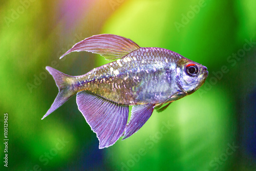 Photography A green beautiful planted tropical freshwater aquarium with fishes and shrimps