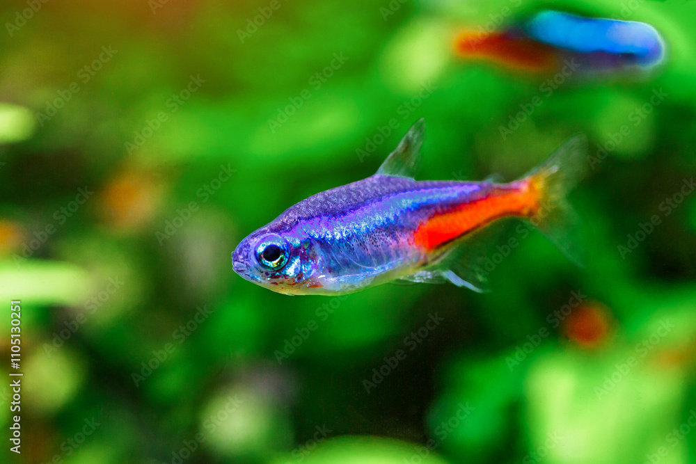 A green beautiful planted tropical freshwater aquarium with fishes and shrimps.Plants and neon tetra fish in freshwater aquarium. A green beautiful planted tropical freshwater aquarium with fishes and shrimps.Plants and neon tetra fish in freshwater aquarium.