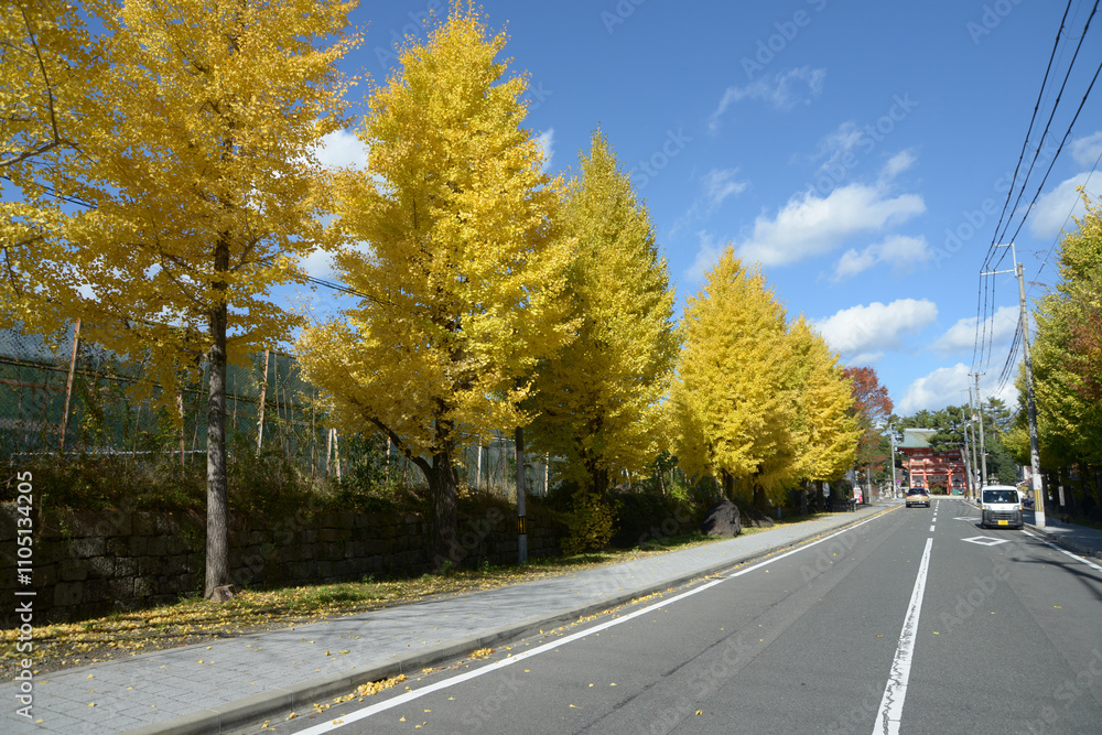 Fototapeta premium 今宮神社 参道のイチョウの黄葉 京都市北区紫野