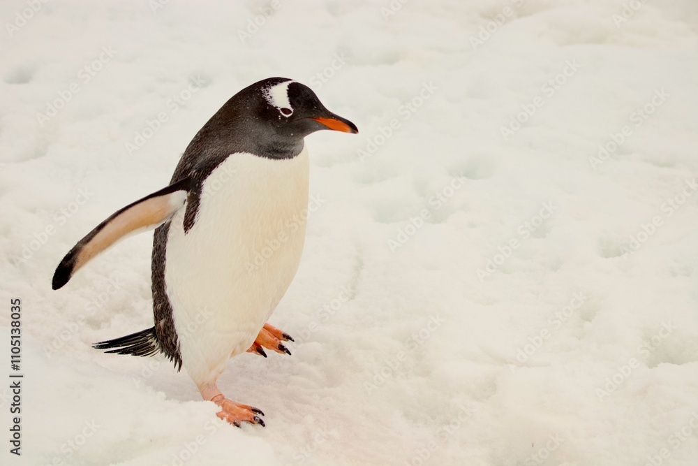 Fototapeta premium Beautiful Penguin pictures in the breath taking view of Antarctica